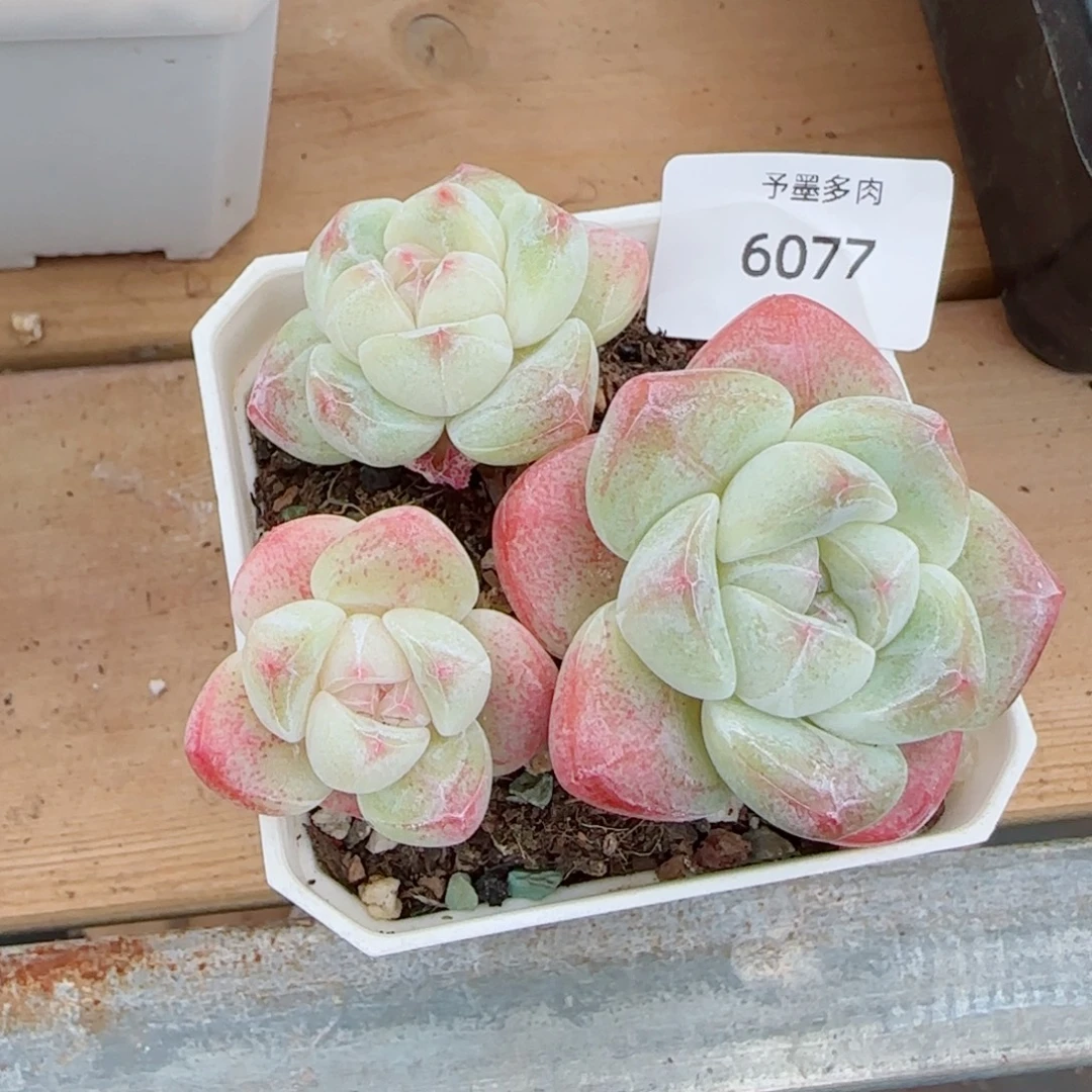 白体冰玉无砍，6077多肉植物