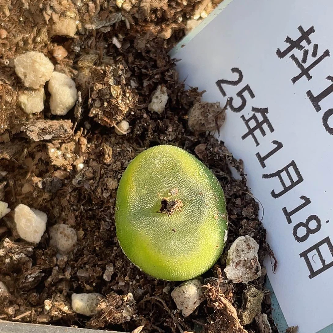 18-41水晶鞋多肉植物
