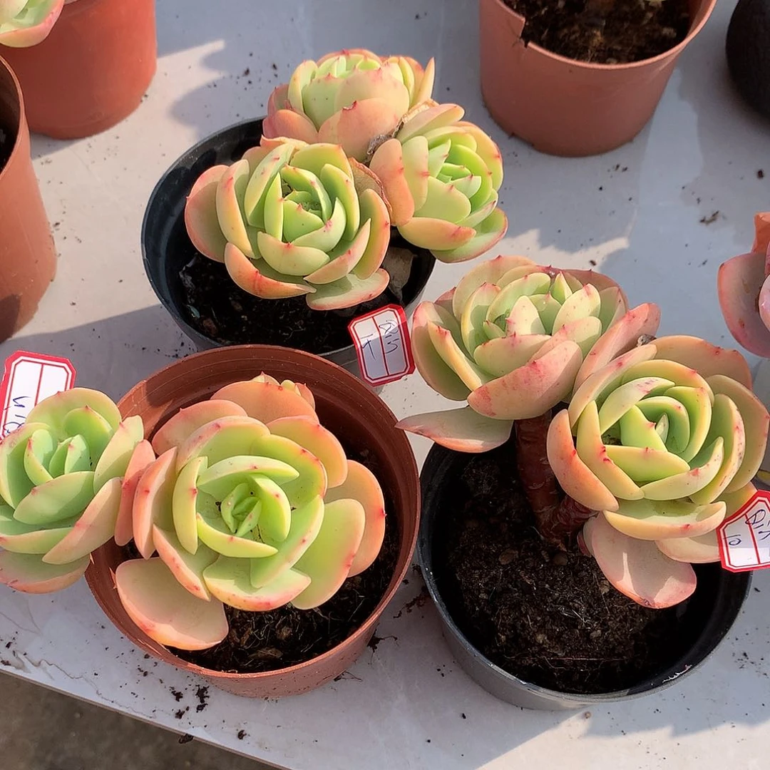 鸡蛋碧桃多肉三颗