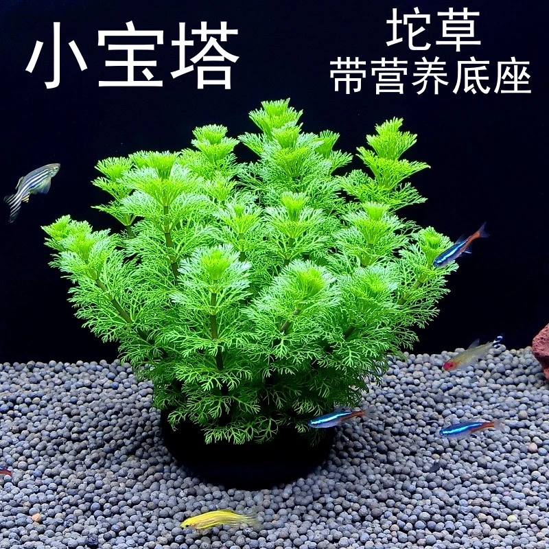 【直播福利】小宝塔大坨 净水增氧鱼缸水草真植物