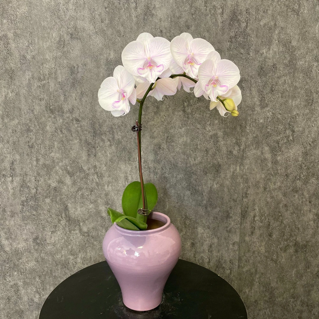 【曼塔安汶-蝴蝶兰】精致桌摆 斗柜 边柜 玄关 送礼装饰 室内观赏花