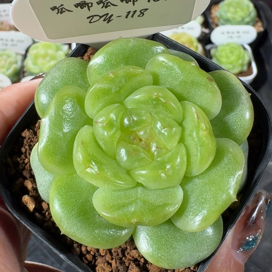 1014-118-欧若拉单头