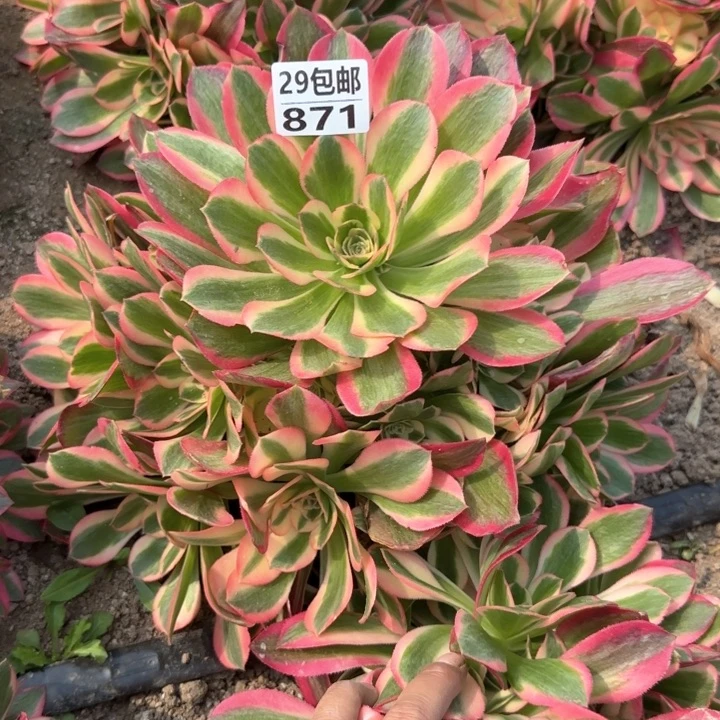 妖月……多肉植物……