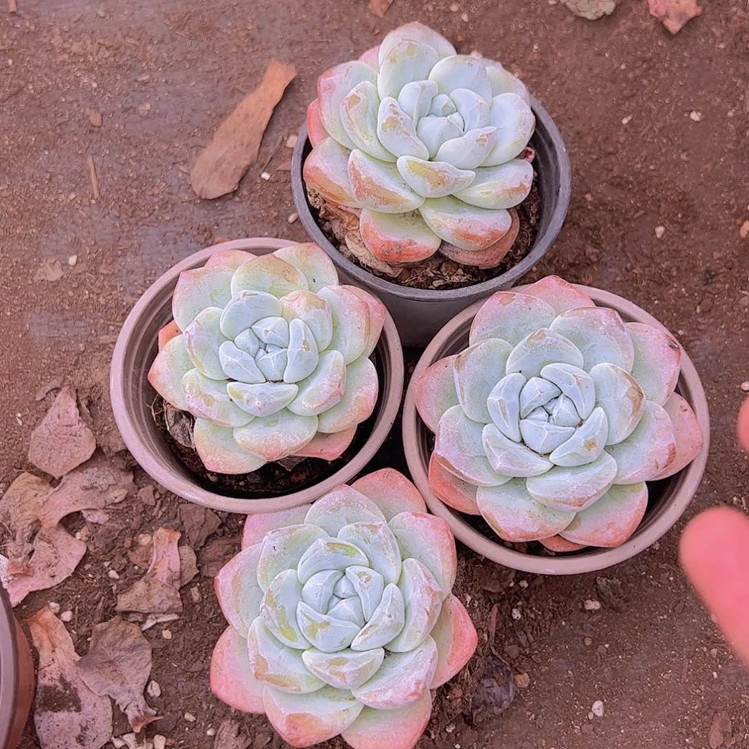 4盆冰玉 多肉植物