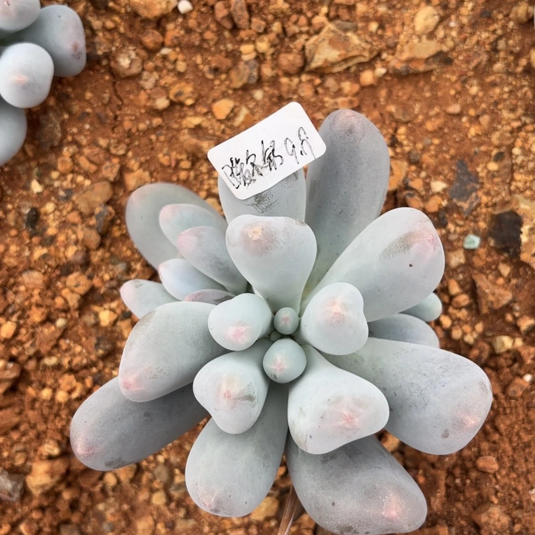 黑***司米可奶小捧花暖尔舒专拍9.19