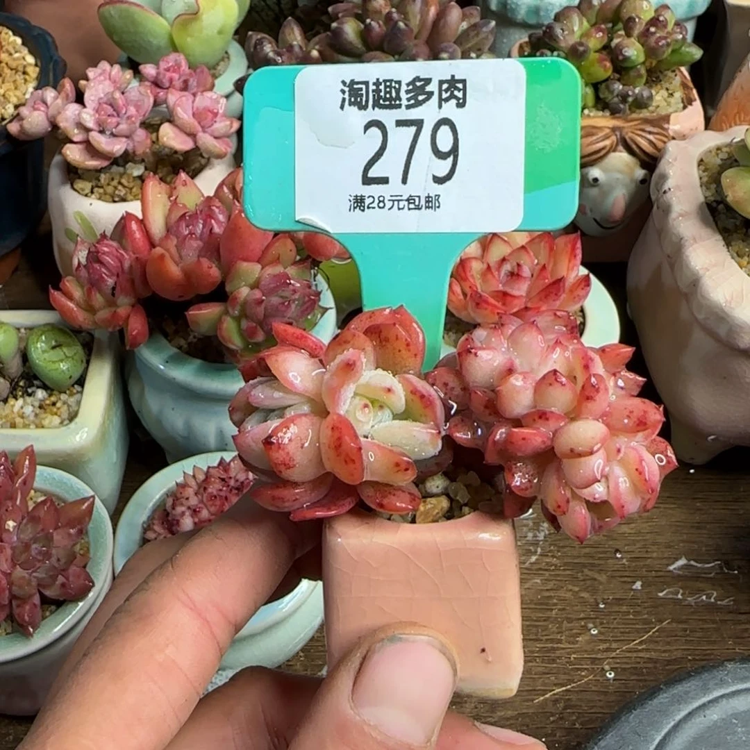 追****多肉植物全明星兑换