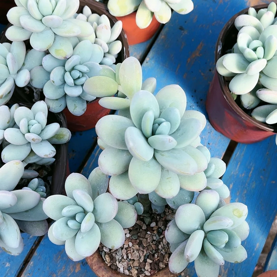 雪美人9.99多肉植物