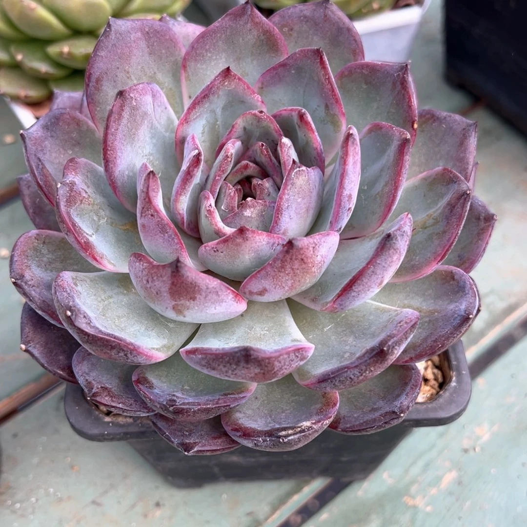 母本夜皇后多肉植物