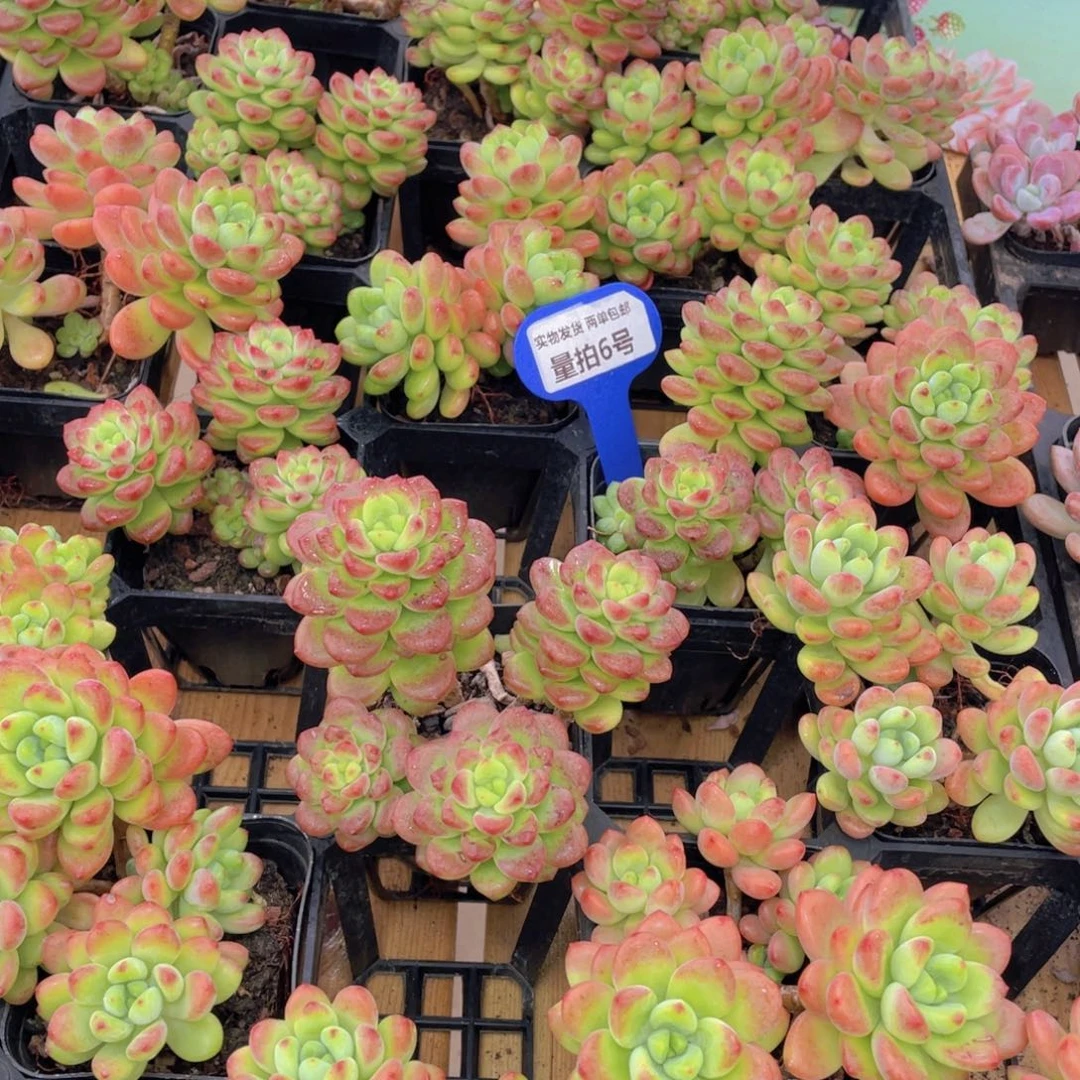 量拍6号 香格里拉群生高腿一个