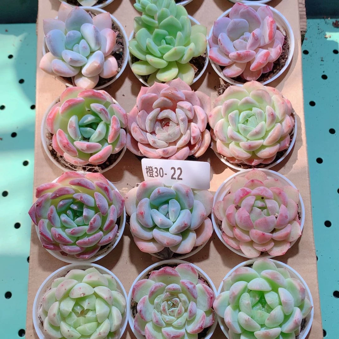 30-22一物一拍带盆18颗