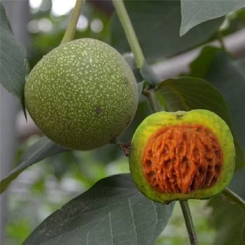 文玩核桃青皮三棱四棱麻核桃青皮