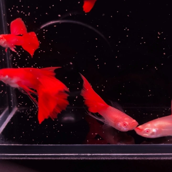 孔雀鱼福利血红6条