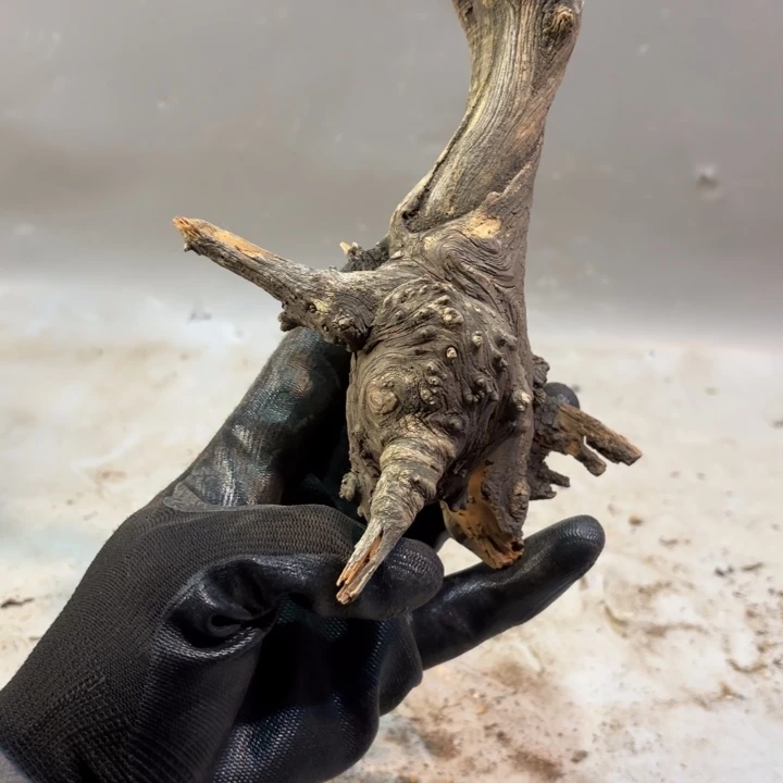 仰***空崖柏高油瘤疙瘩坨坨