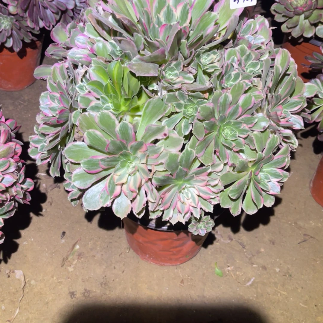 12-23-103青丝法师锦