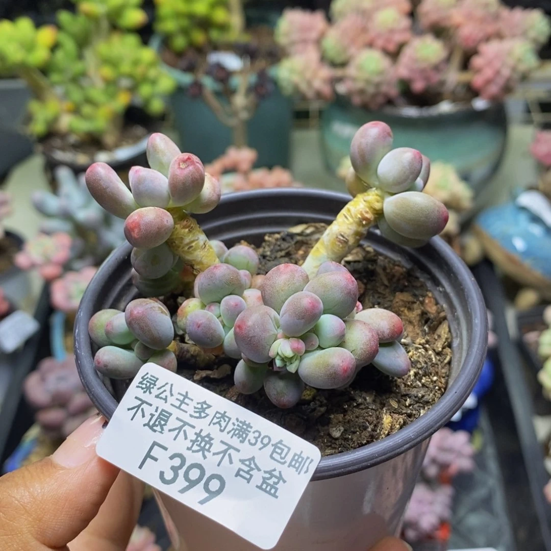 399苹果奶多肉7c m