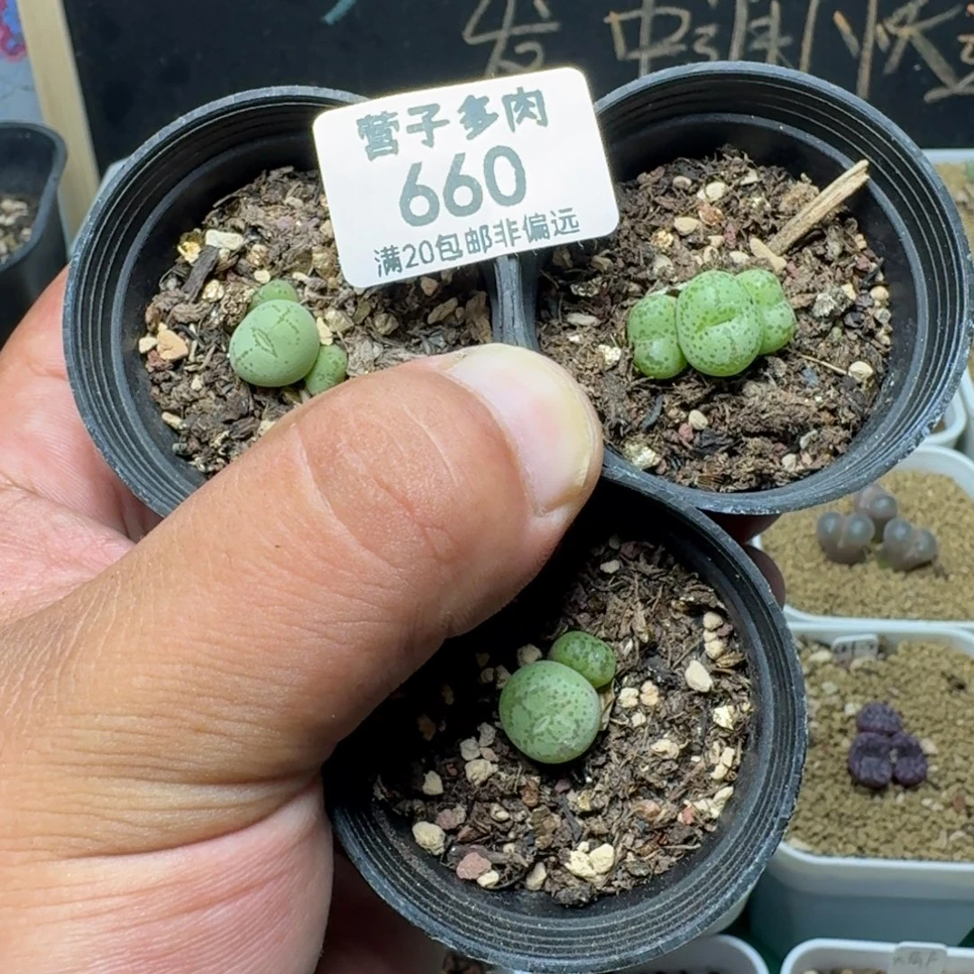 带盆土
