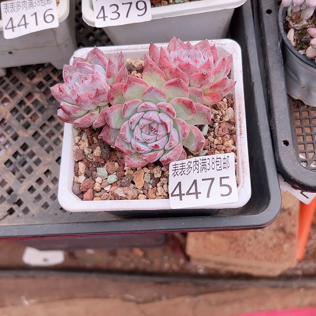 爱***笨无花朵多肉一物一拍植物4475