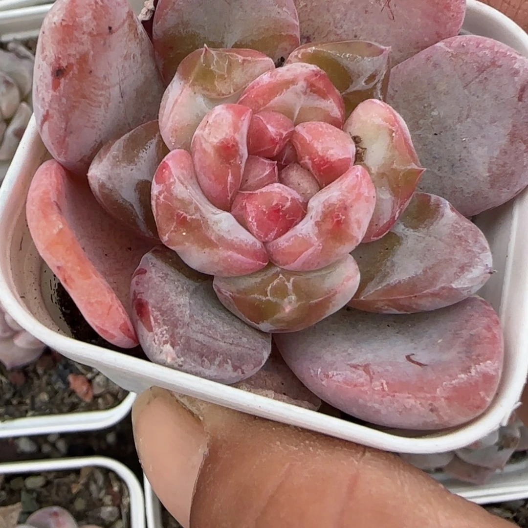 小卡拉米糖心一物一拍