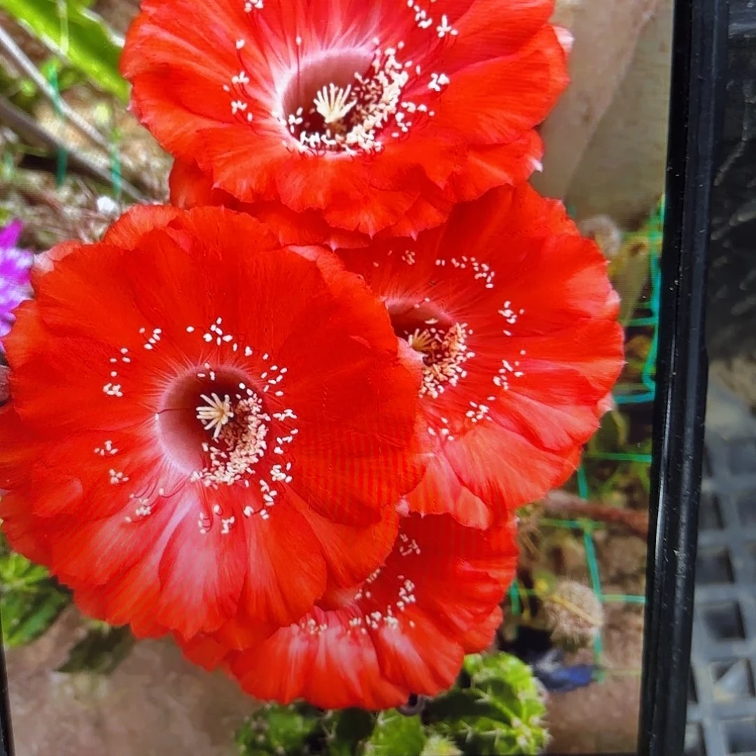 哈哪雷彩侧牙20包邮53