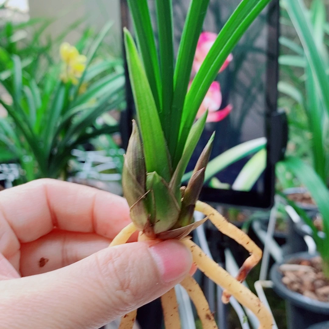 大部分花苞少量开放