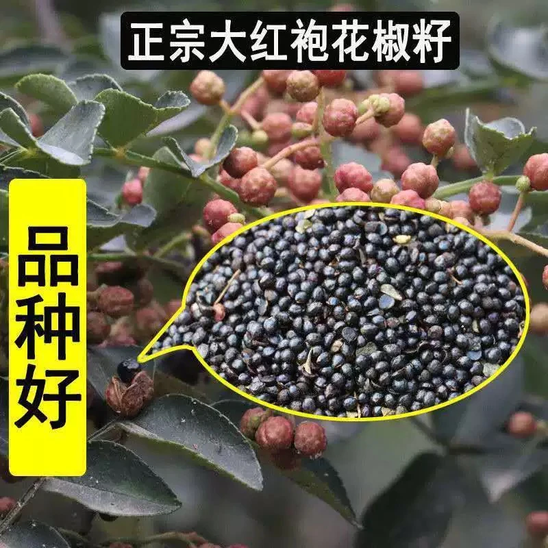 纯天然花椒籽家用泡脚足浴祛湿还可作鸽粮