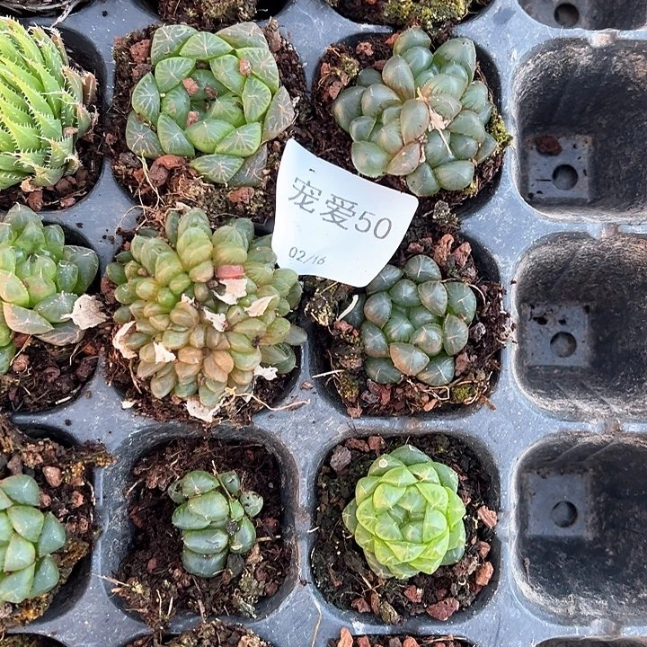 直播福利一物一拍50