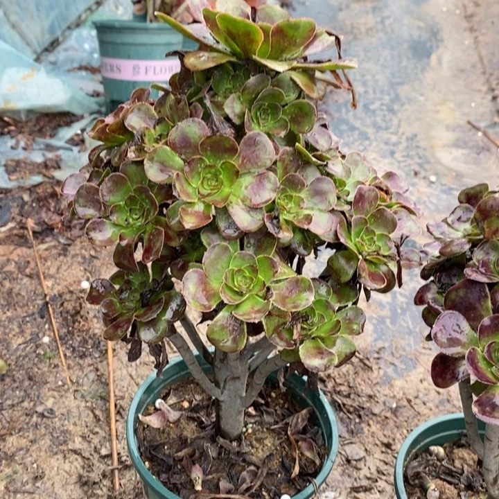圆叶71多肉植物法师法师