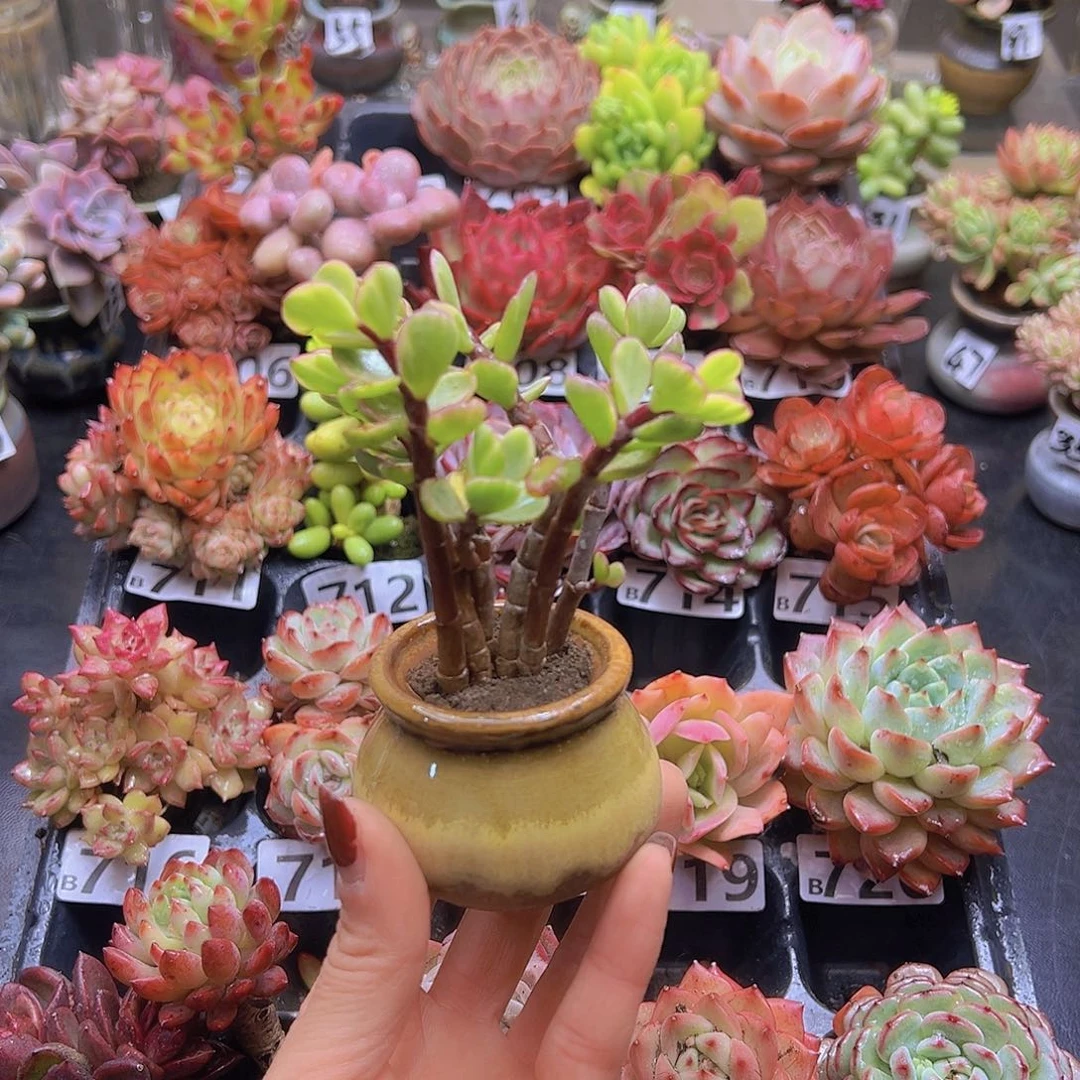 无铅玻璃7****花钱花钱花钱花钱