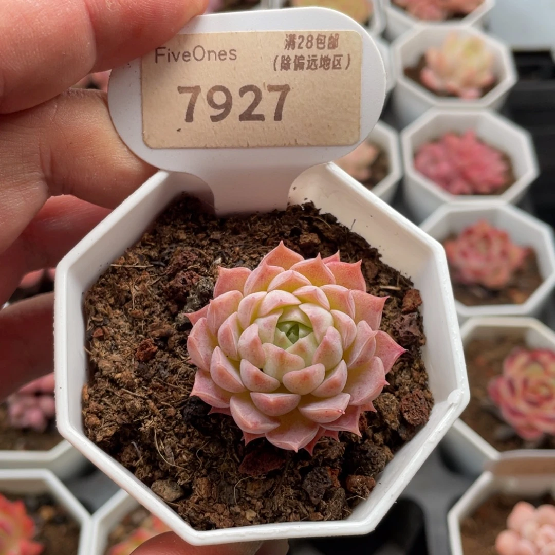 朱砂痣7927-3.5厘米