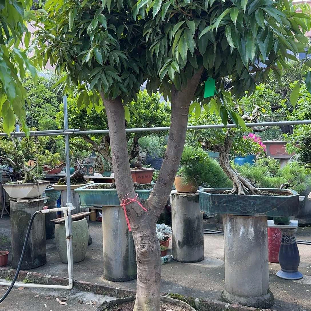 用***6完全开放果树果树果树111111