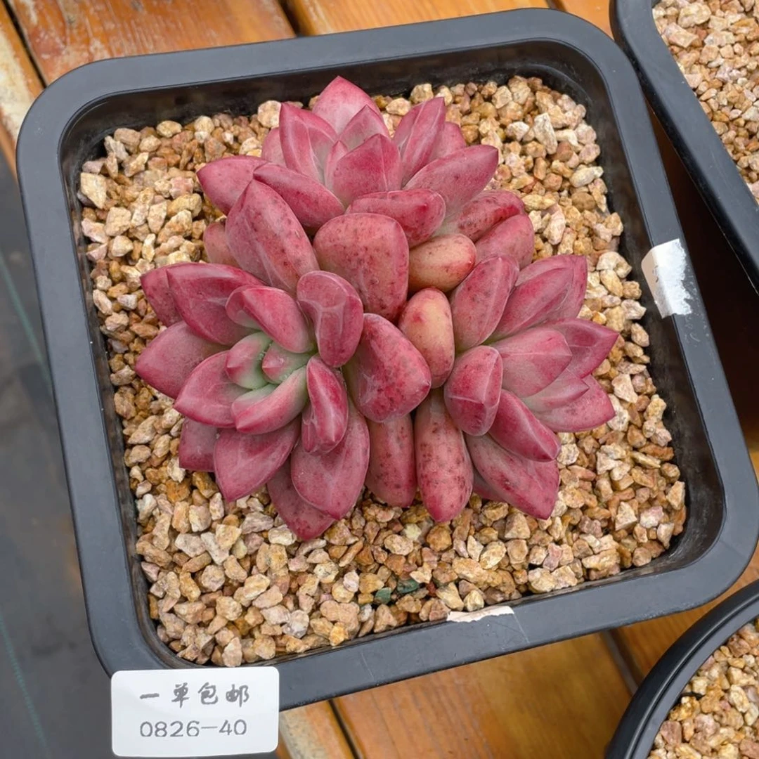 寶*爺0826-40赫菲斯托。。。。，，
