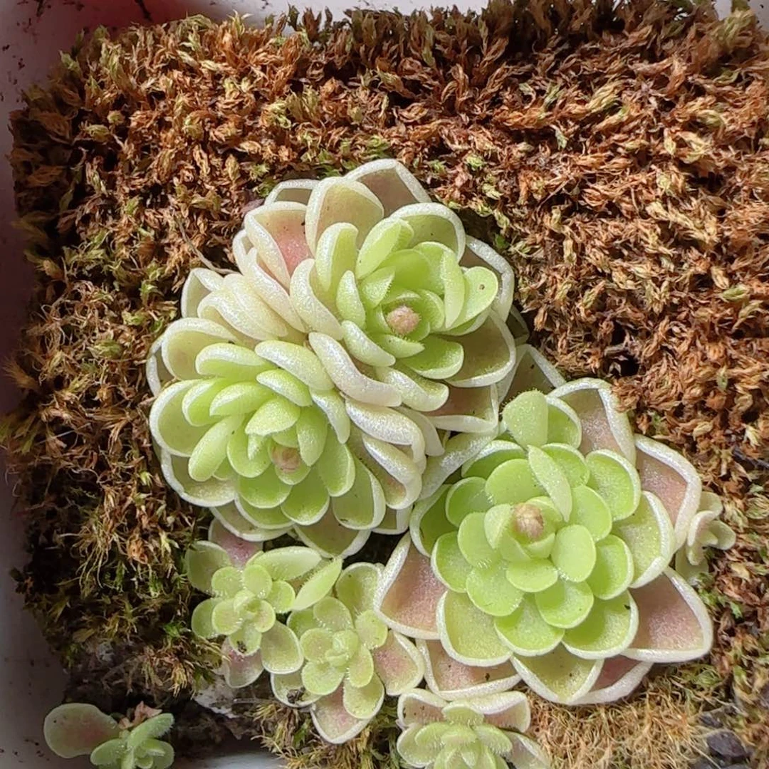 花语多肉1224-95爱丽丝捕虫堇