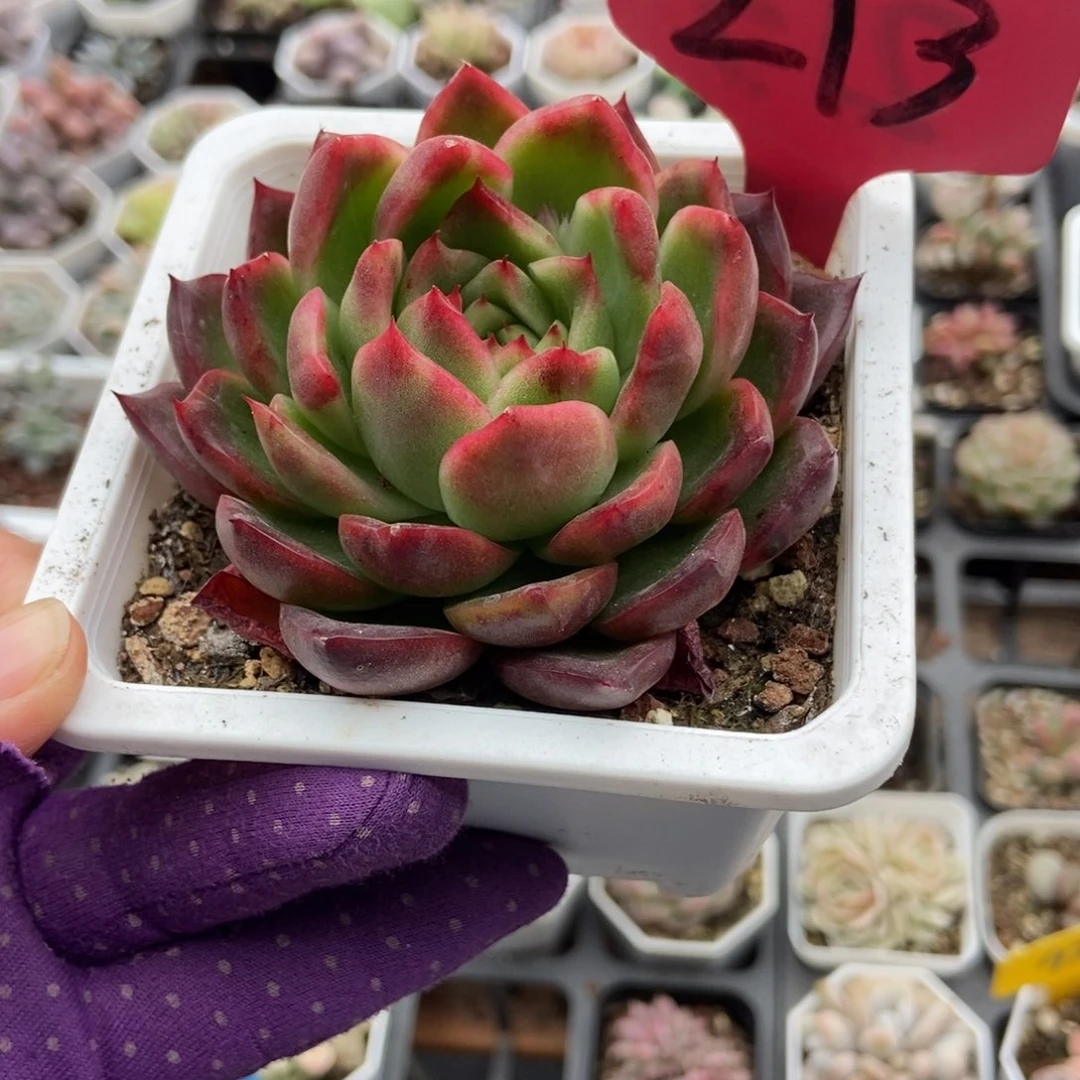 213钻石珍妮锦多肉植物肉