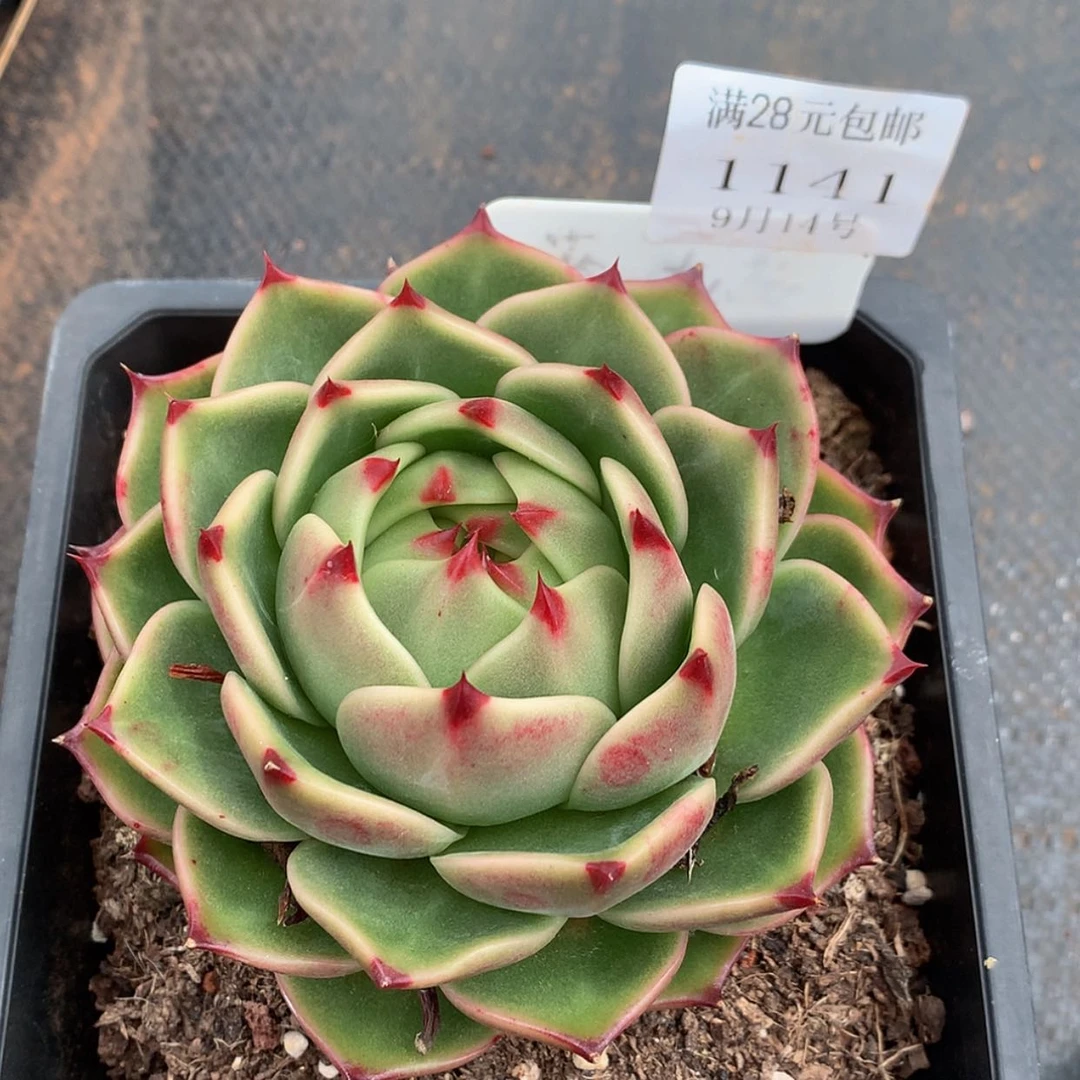 【闪购商品】云1141号蓝龙13厘米