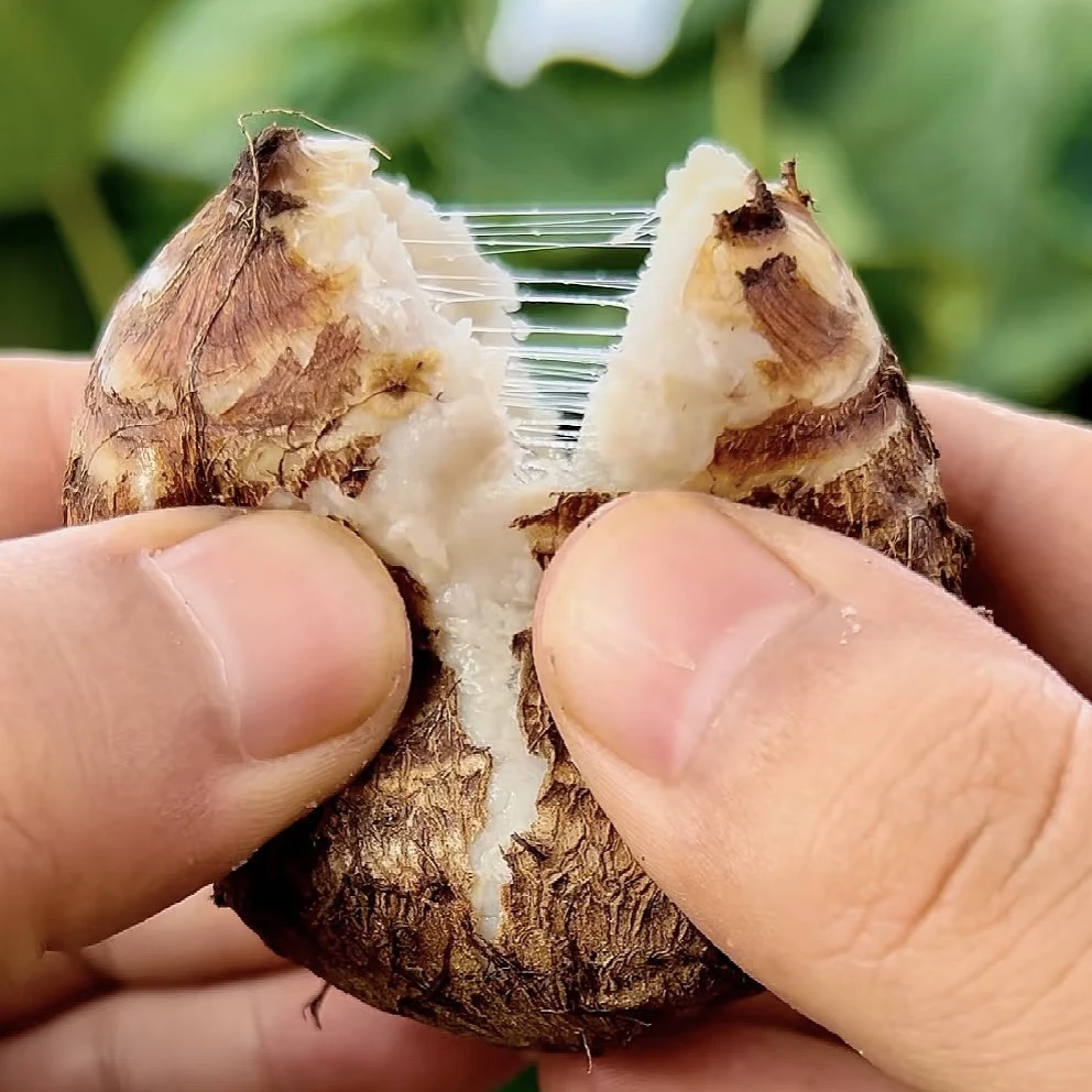 奶芋头【新店冲量】云南高山新鲜小芋头毛芋头牛奶芋头现挖现发