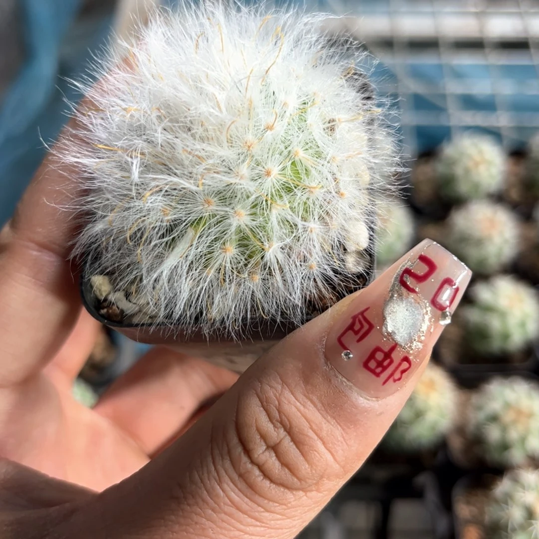 丽光殿单头发货有根发货