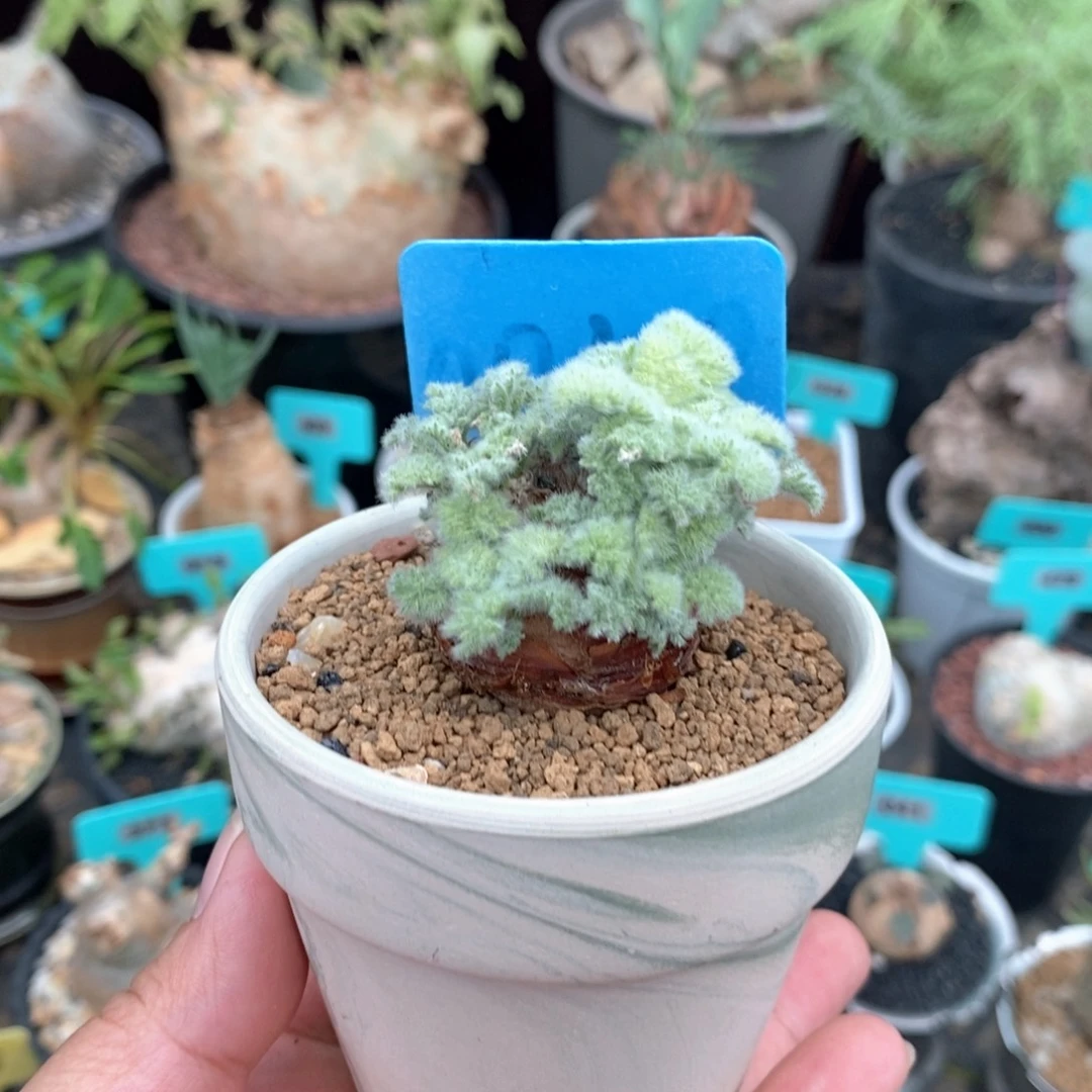 羽叶杨奎多肉植物带盆土