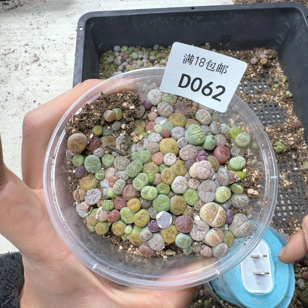D062。彩色生石花