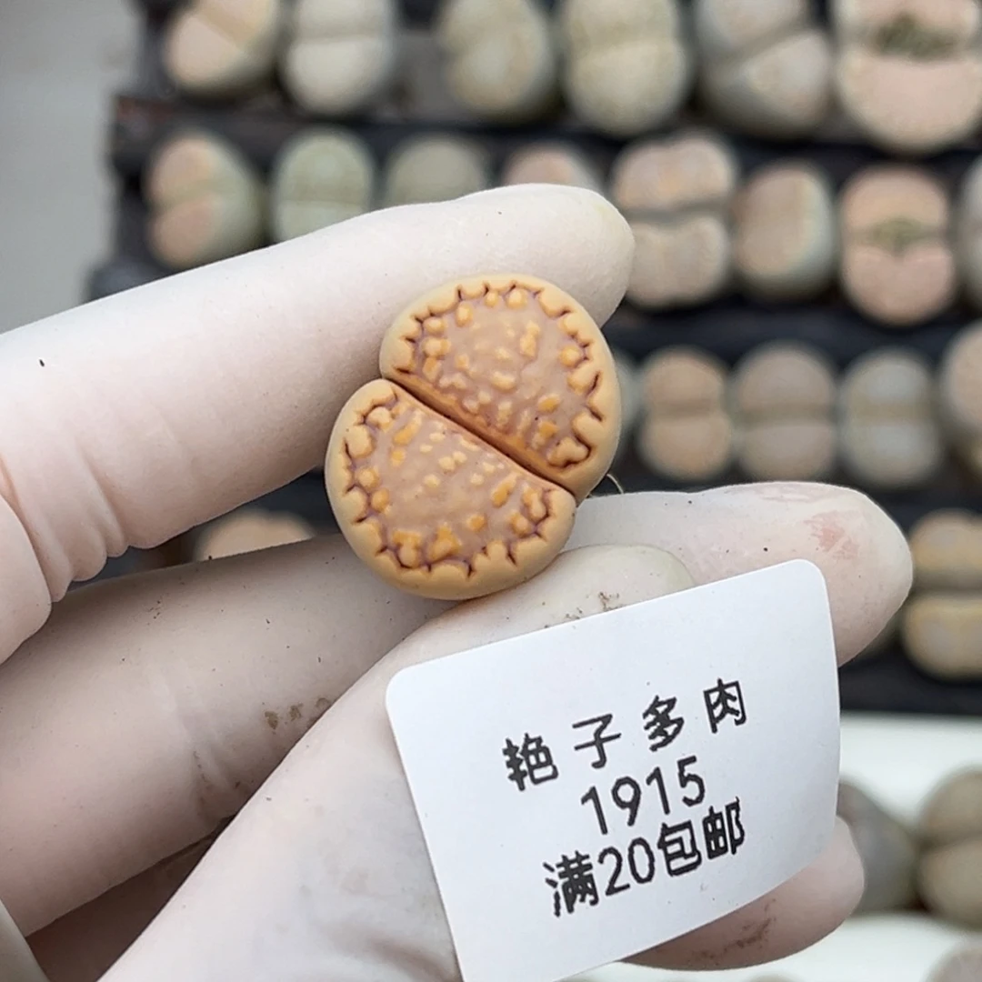 a***g1915号一棵燕麦饼干