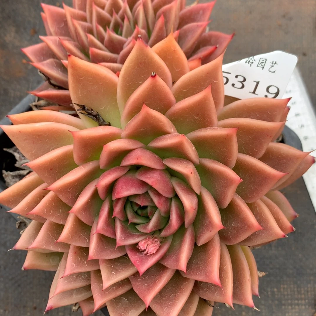 5319杂交多肉植物