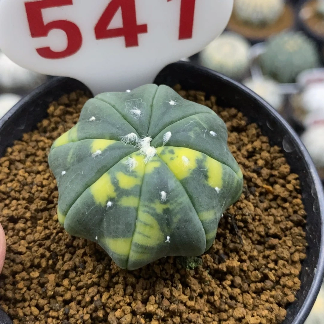 541琉璃海星兜锦福利多多