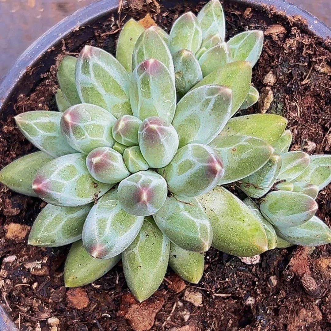 1颗美人系列多肉植物