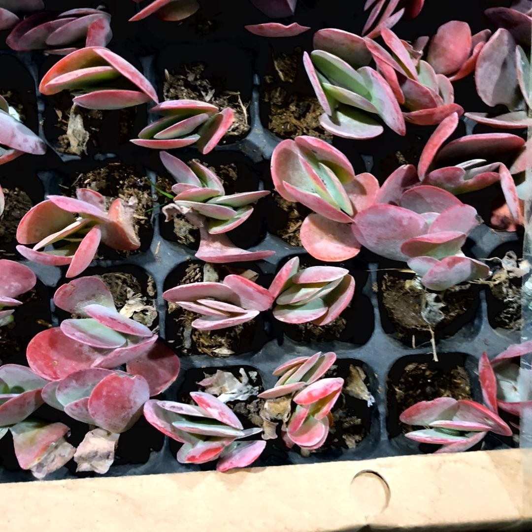 满6元包邮，唐印老苗