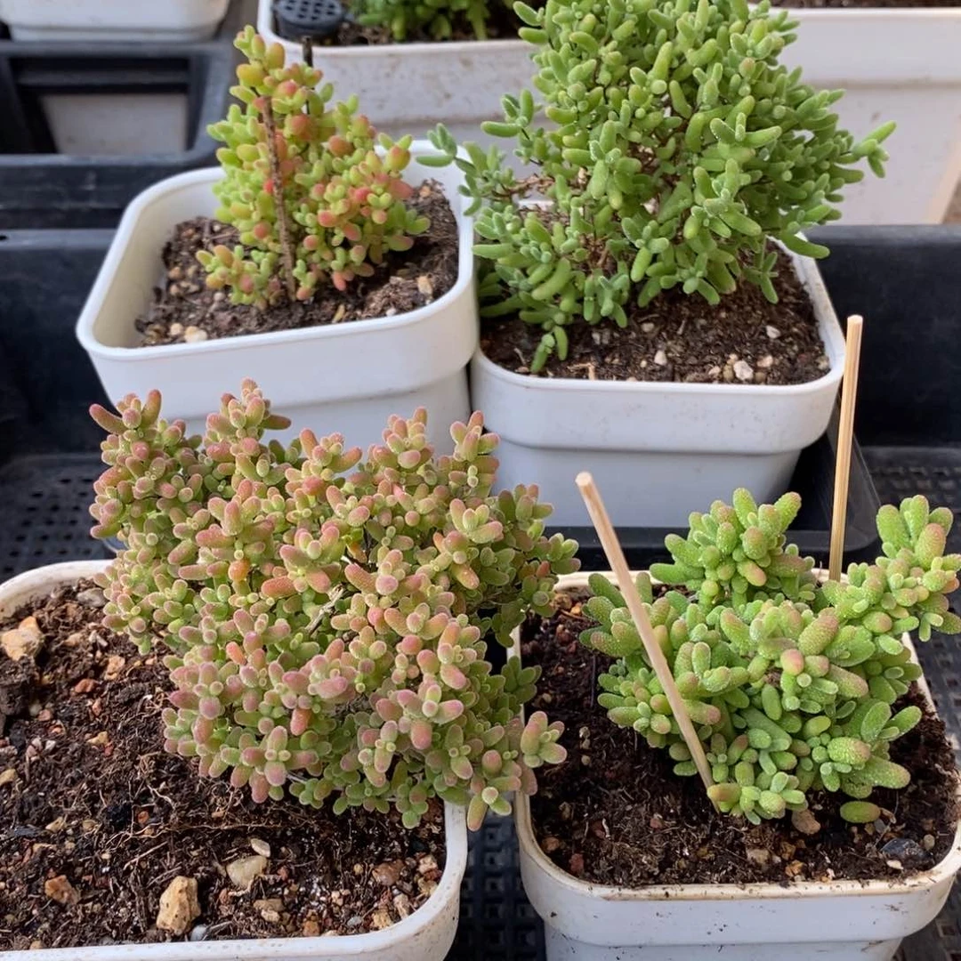 枝干番杏蜜桔糖球170