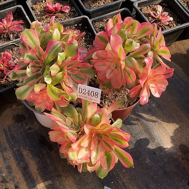 2408香妃多肉母本3颗无售后