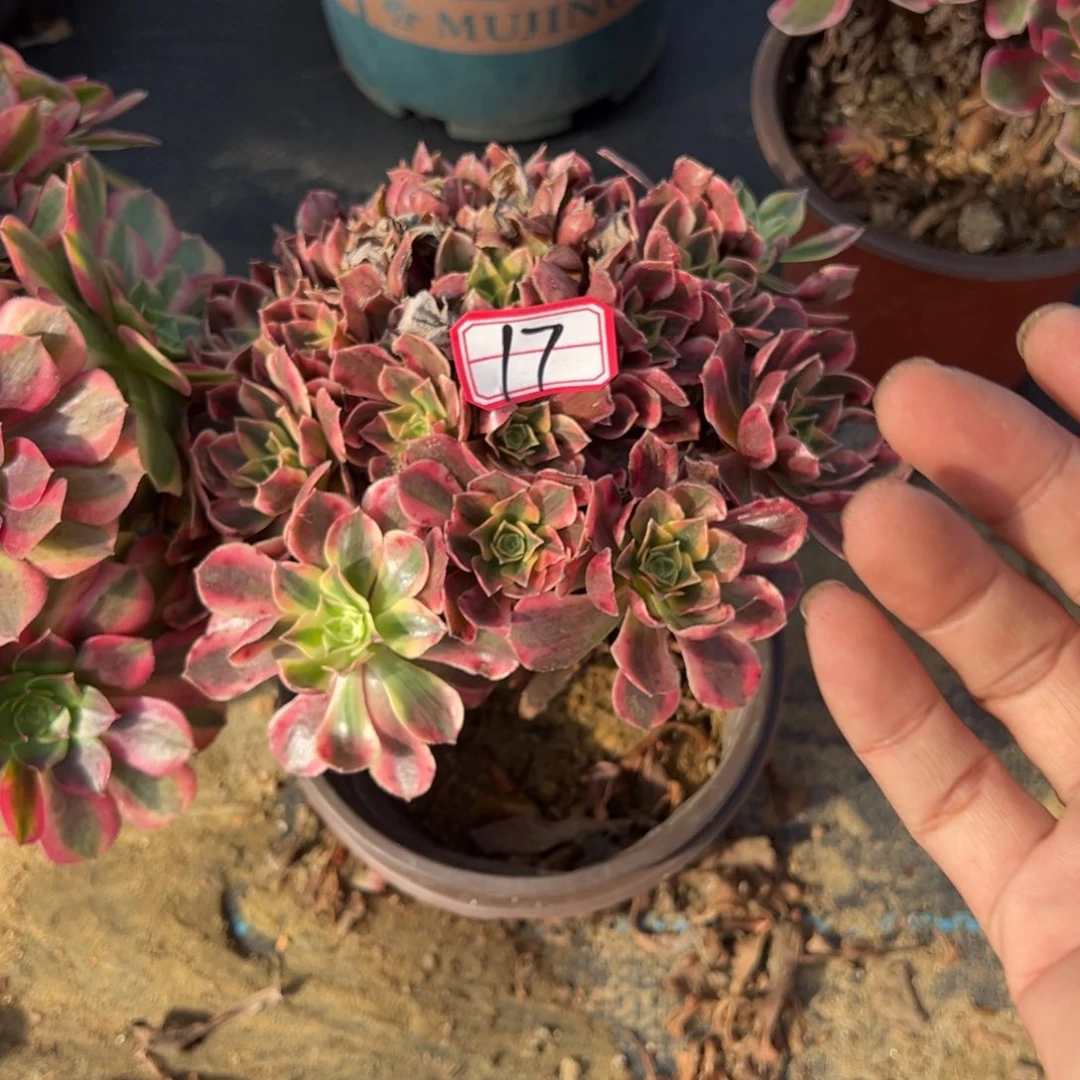 17女妖多肉植物法师