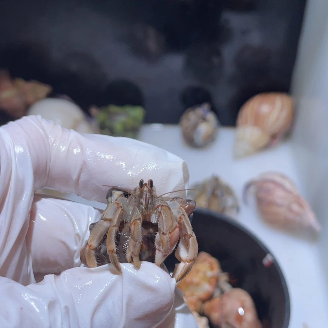 F12  糯米专拍 紫陆桔子