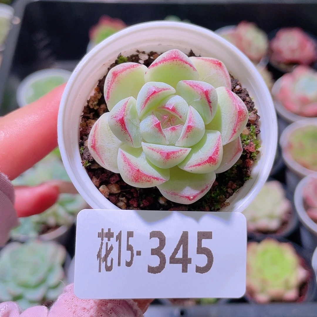 花利美15-345新品单头