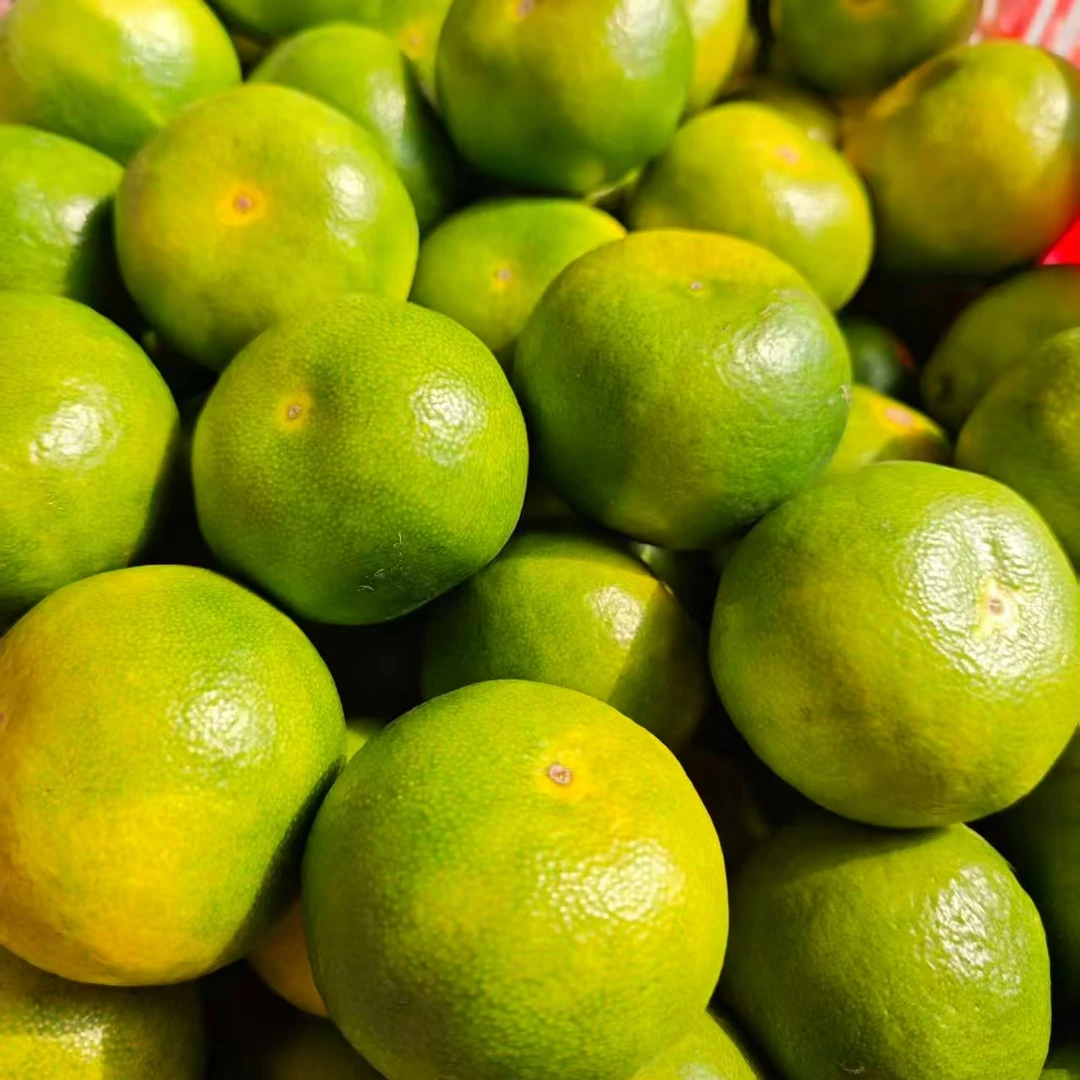 湖北宜昌蜜桔产地直发新鲜采摘蜜橘现摘现发青皮无籽橘子孕妇水果