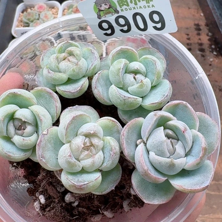 多肉植物多肉植物